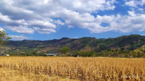 Musim Kemarau Panjang, BPBD Bolmut Turun 