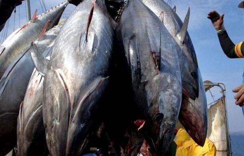 Genjot Peningkatan Produksi Hasil Laut, Nelayan Bolsel Dapat Bantuan Kapal Penangkap Tuna