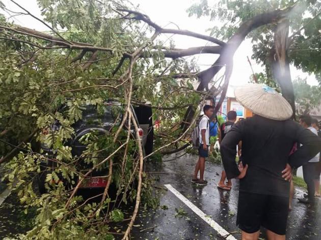 Mobil Dinas PU Tertimpa Pohon