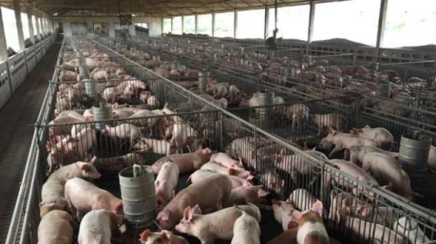 Distanak Pastikan Boltim Bebas Virus Babi Afrika  