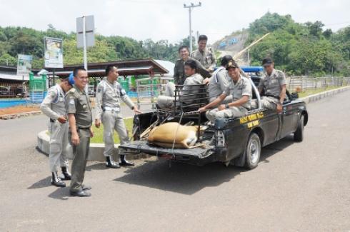 Perda Ternak Minta Dipertegas