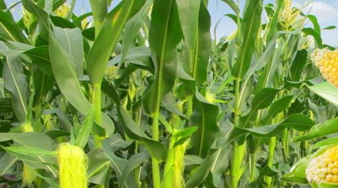 Gawat Hama UGF Teror Jagung Di Boltim