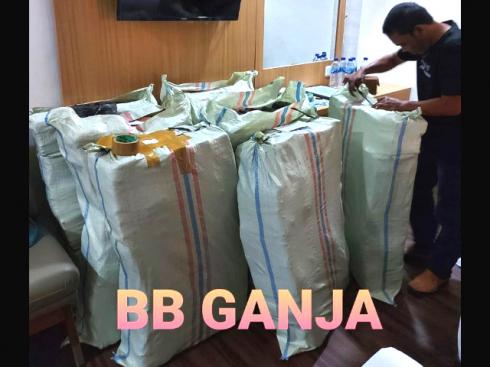 Sita 592 Kg Ganja Kering, Polri Musnahkan 7 Haktare Ladang Ganja Di Gunung Lauser