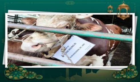Peringati Hari Raya Idul Adha 1442 H, Kejagung Salurkan 18 Ekor Sapi Untuk Diqurbankan
