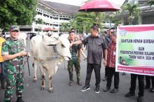 Peringati Idul Adha, Gubernur Olly Sumbangkan 137 Sapi Kurban 