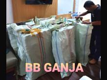 Sita 592 Kg Ganja Kering, Polri Musnahkan 7 Haktare Ladang Ganja Di Gunung Lauser